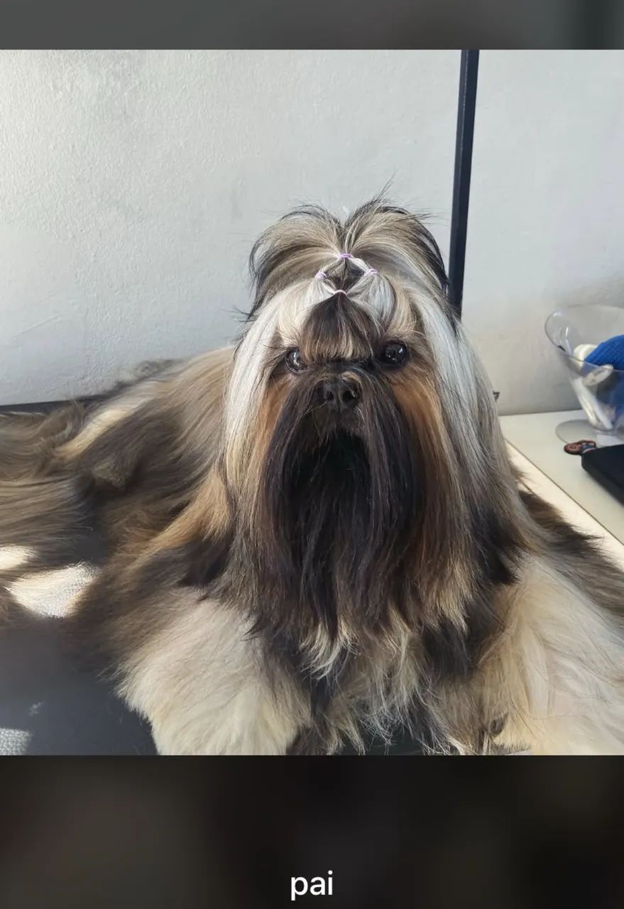 Filhotes de shihtuz puros 