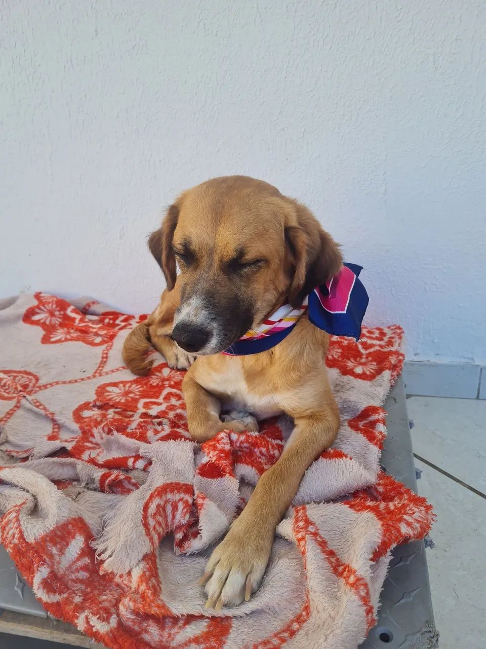 Animais de estimação - Foto 5