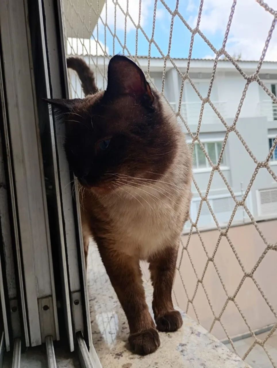 Adoção urgente  - Foto 3