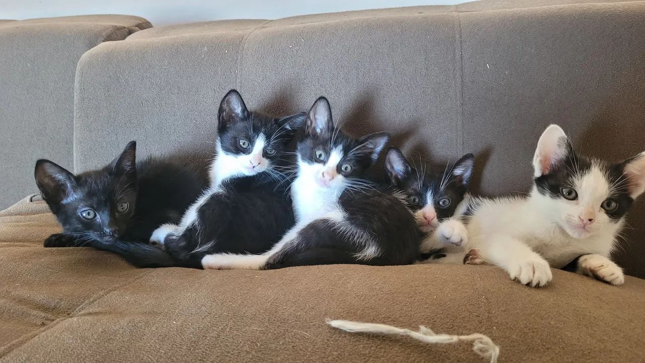 Gatinhos