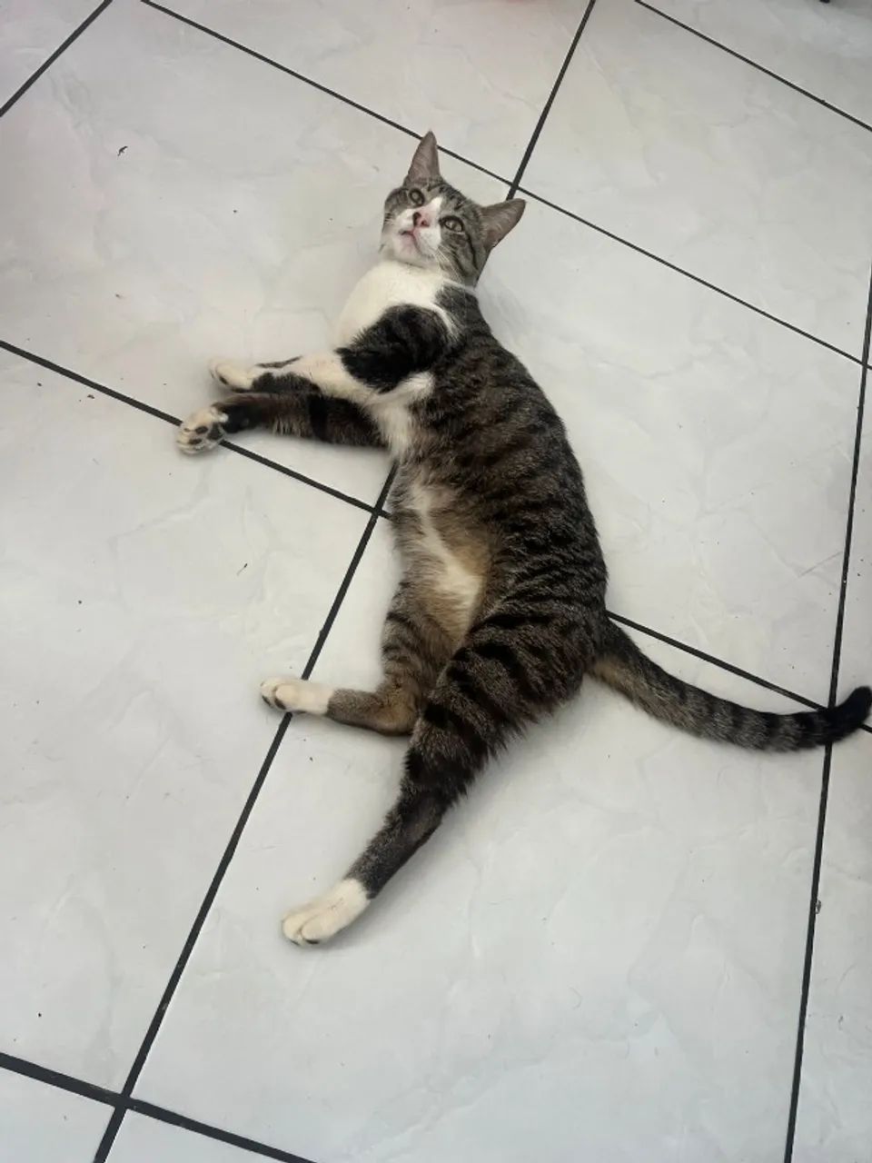 gato macho doação - Foto 4