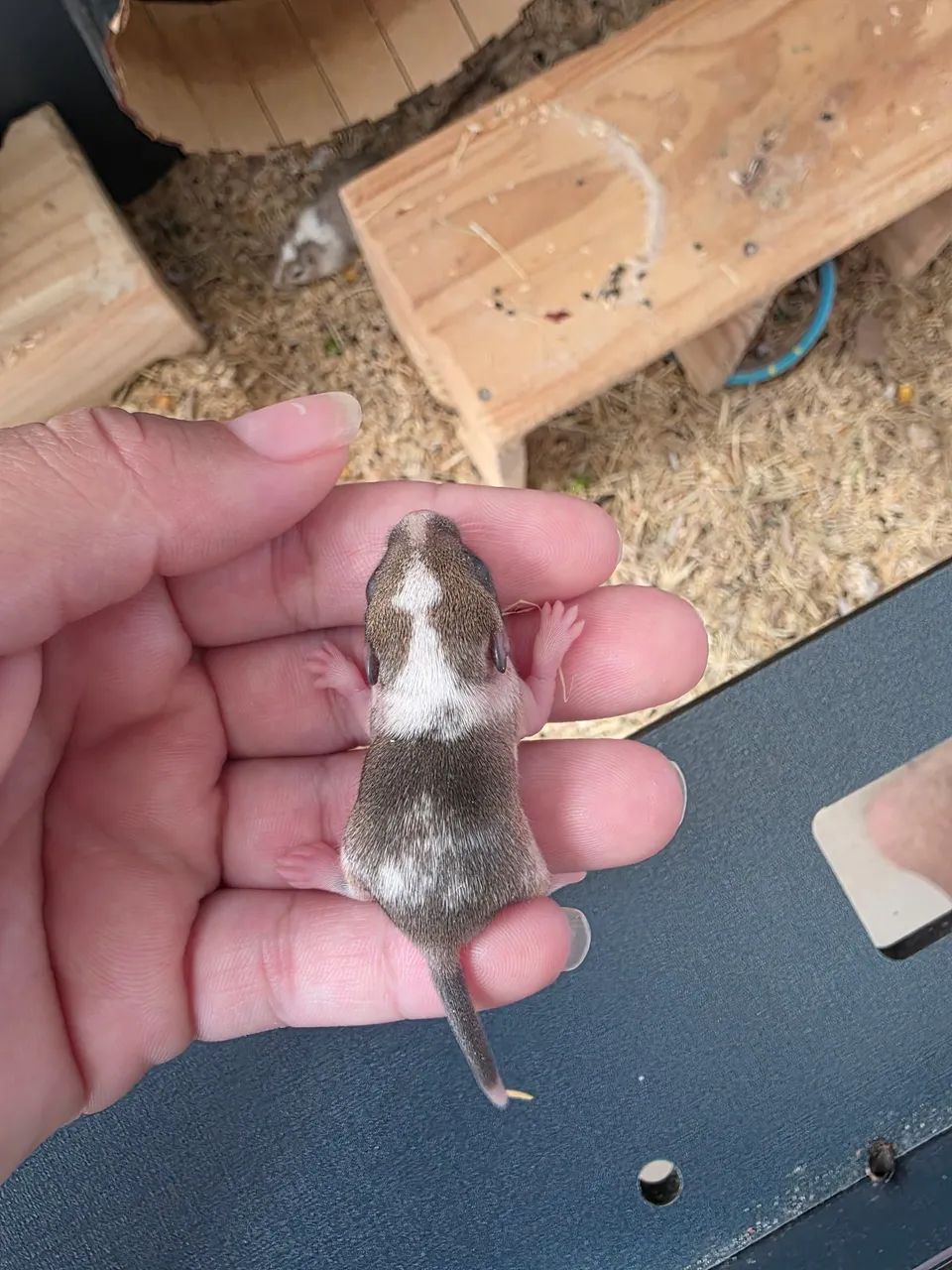 Vendo Gerbil (esquilo da Mongólia) - Foto 5
