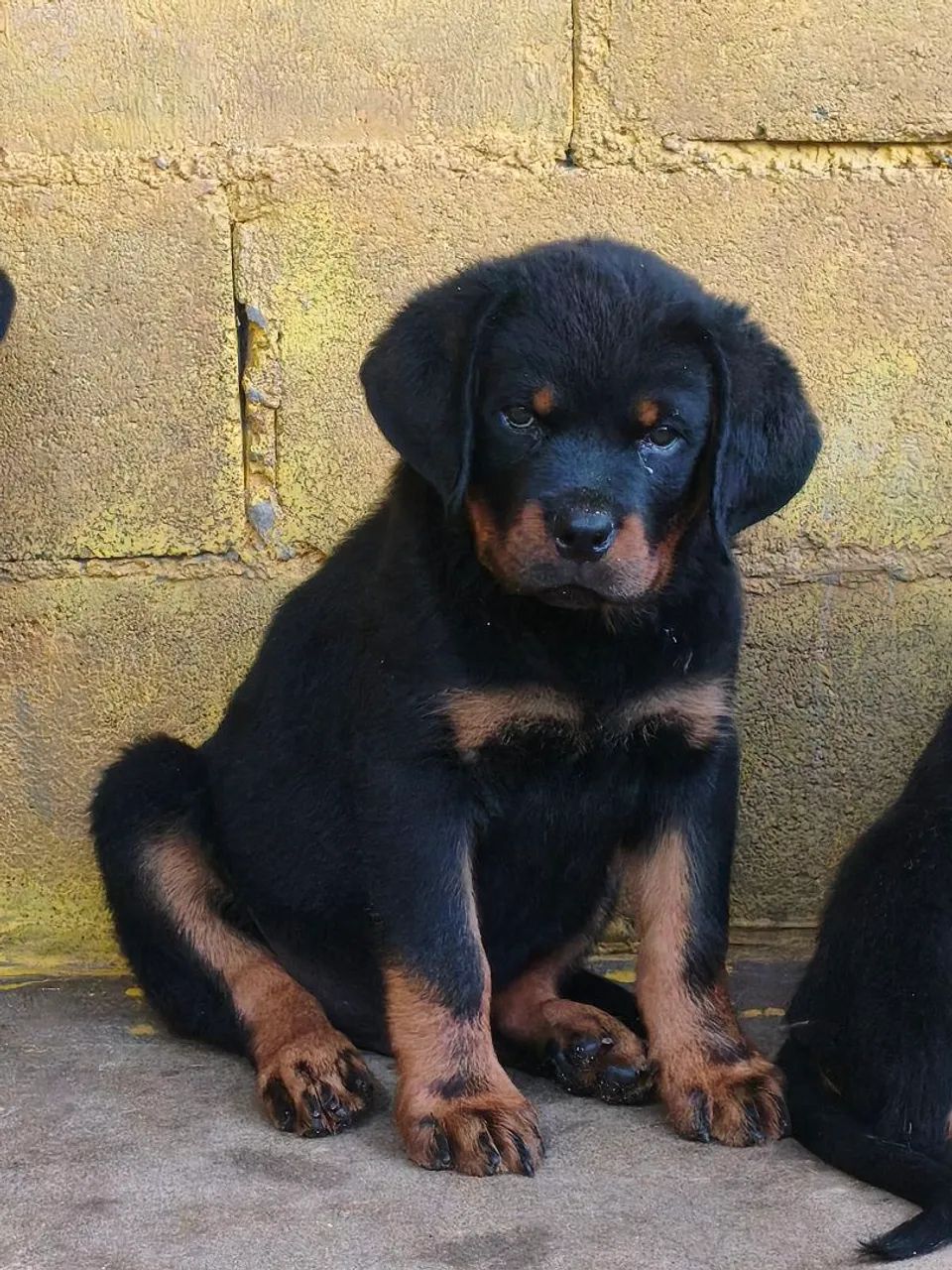 Rottweiler 