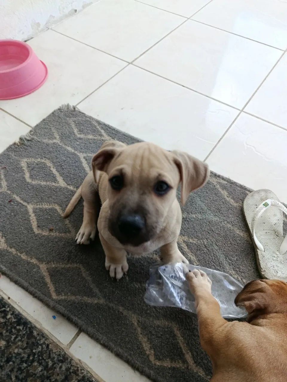 Filhotes pitbull - Foto 2