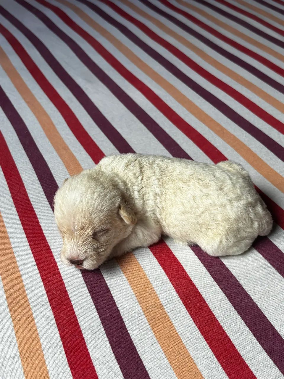 shih tzu com poodle