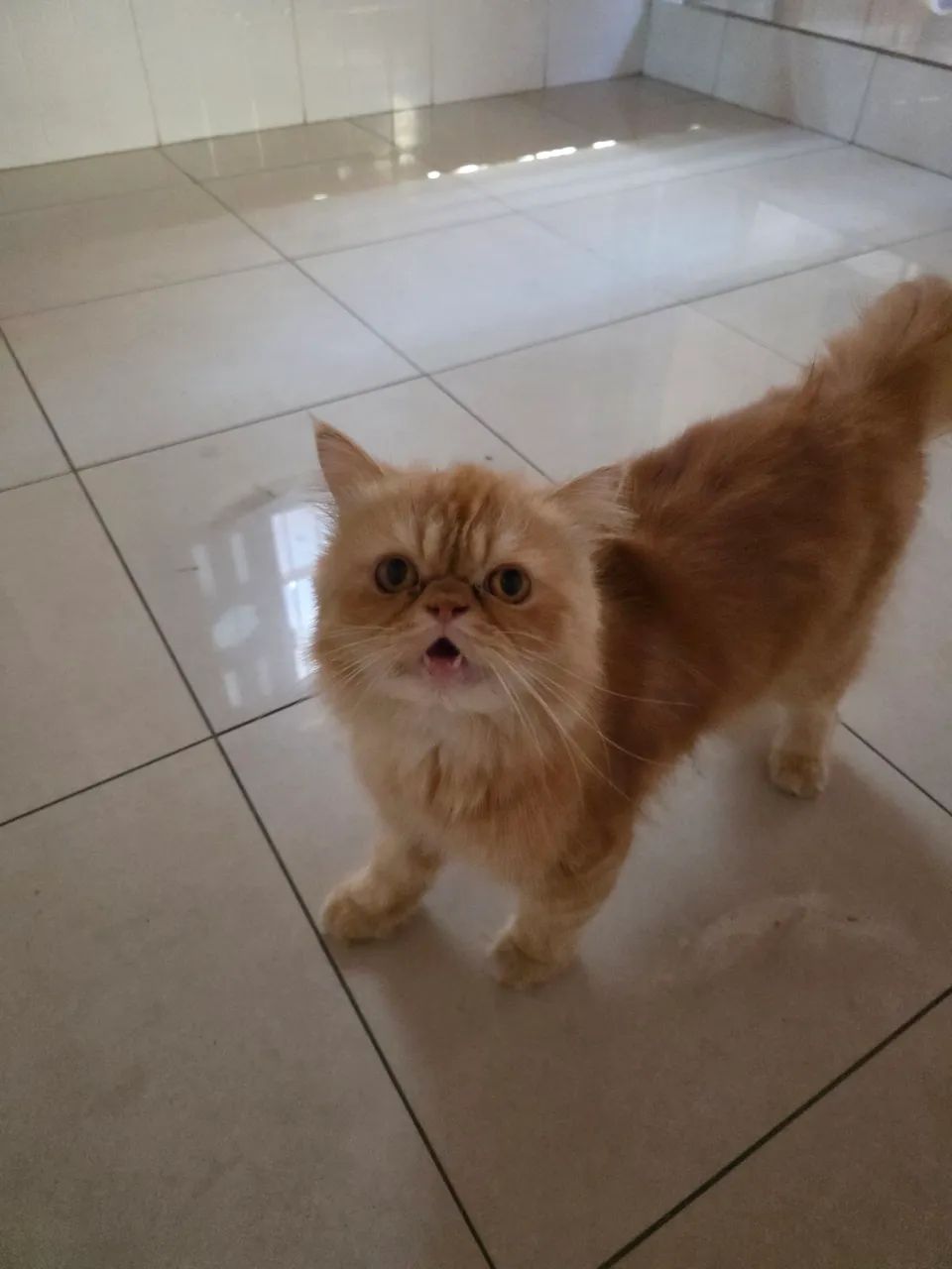 Gatos persa  - Foto 4