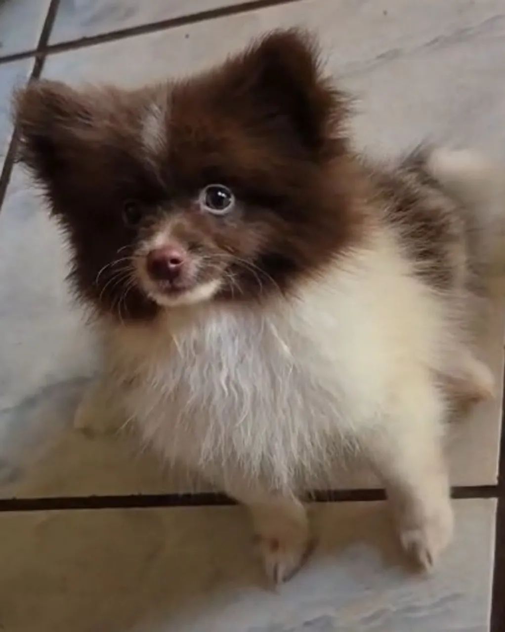 Spitz alemão macho 