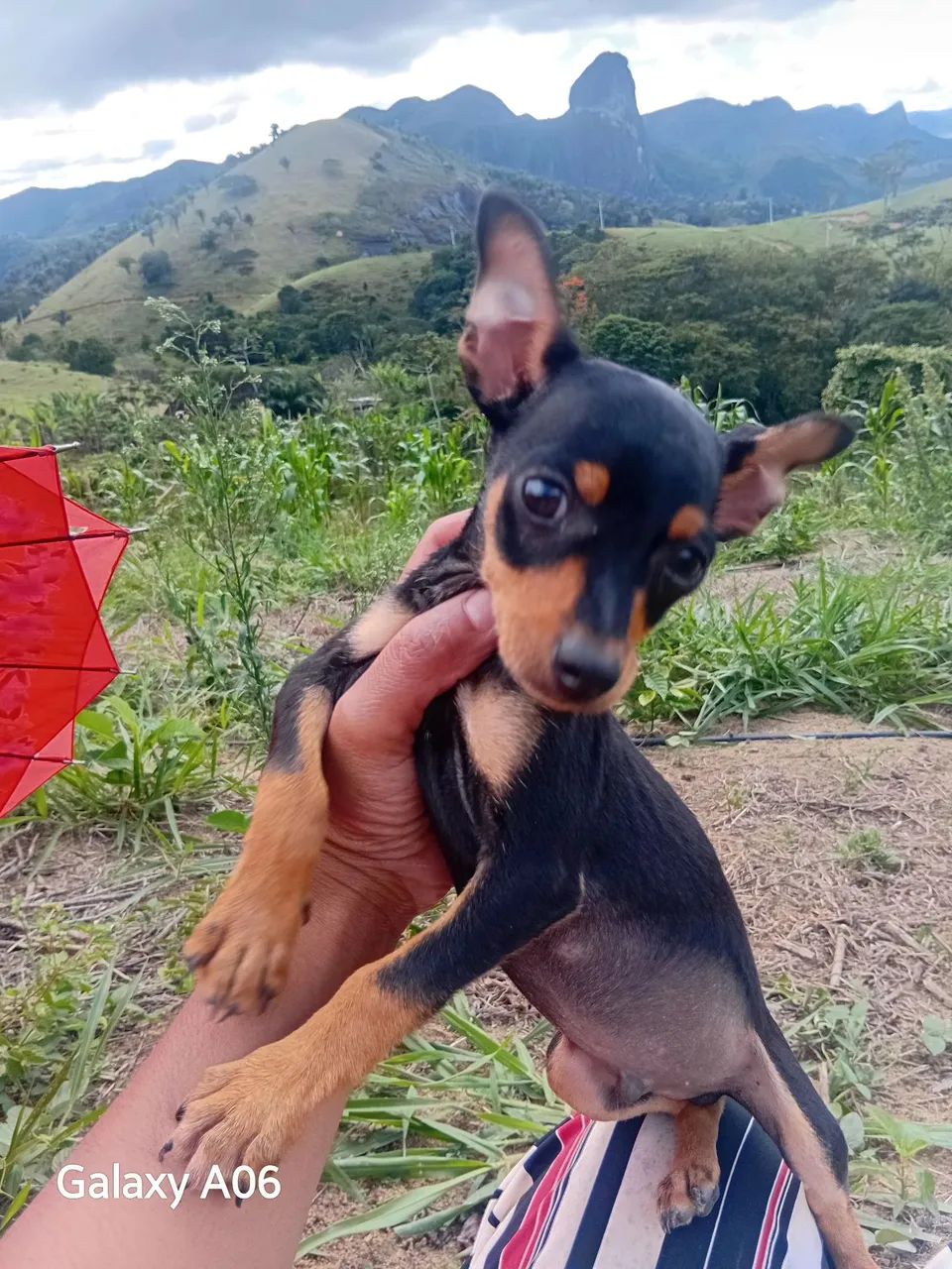Cachorrinho pincher macho - Foto 5