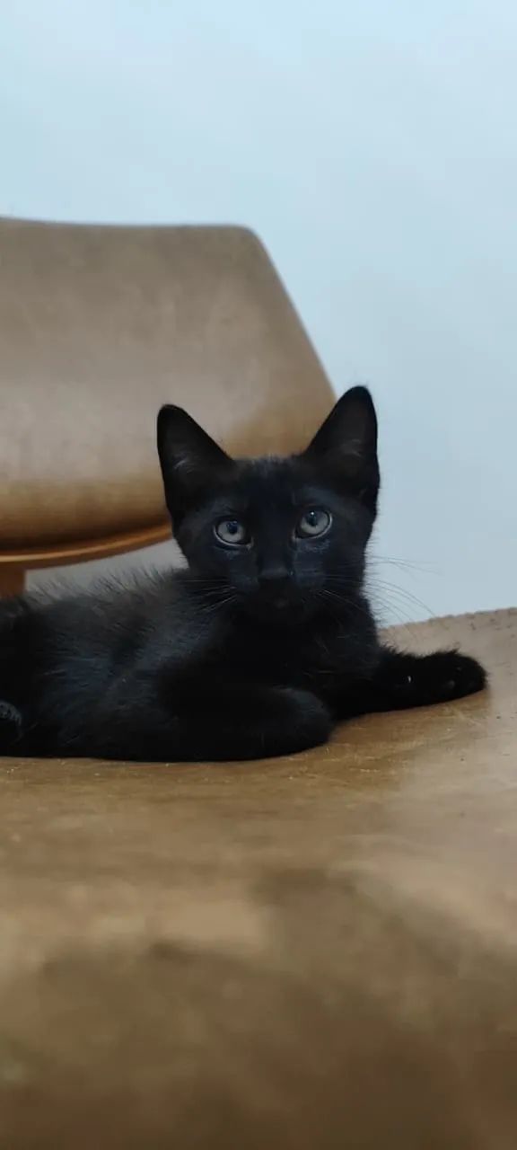 Gato adoção responsável 