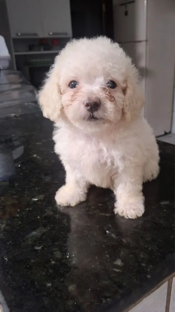 Poodle 