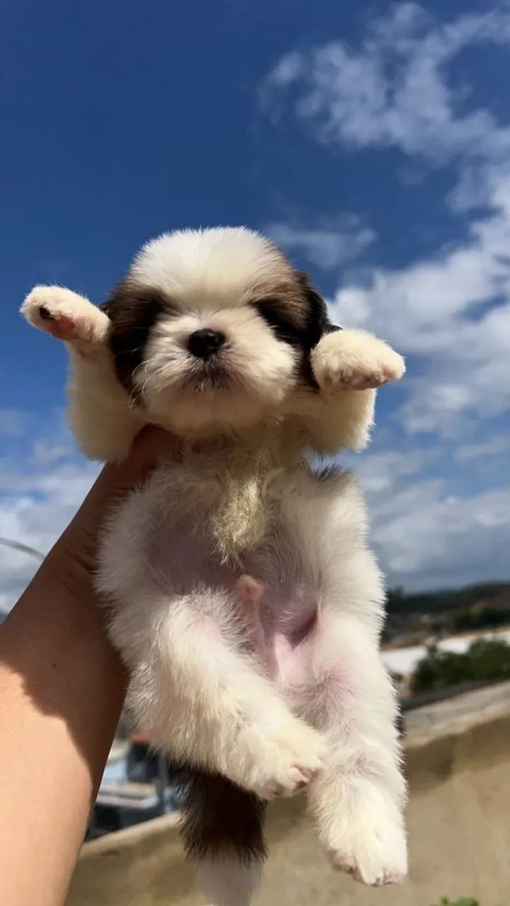 Cachorro - Foto 3