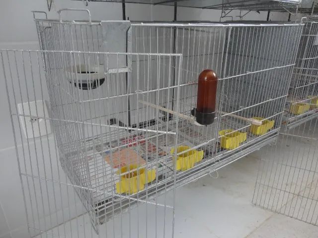 GAIOLA CRIADEIRA PARA CANÁRIOS DE COR E PORTE, AGOPORNIS, PERIQUITOS,ETC...