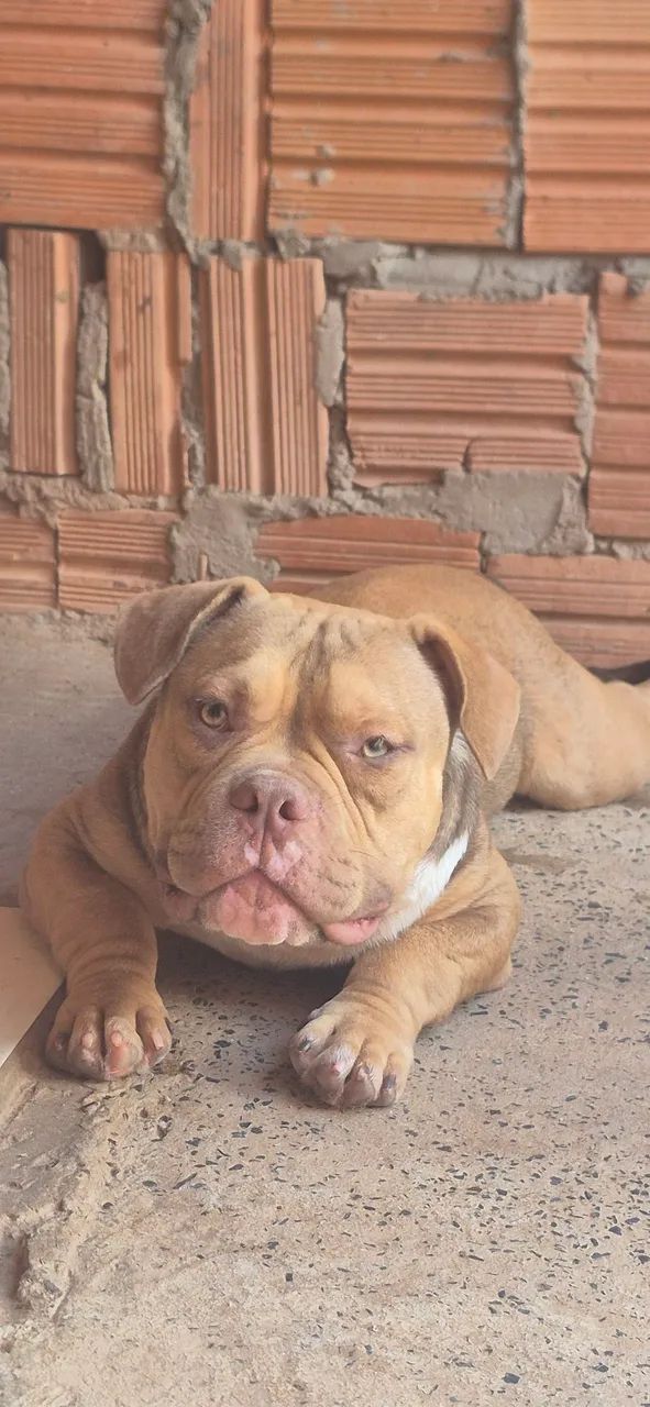 American Bully  - Foto 3