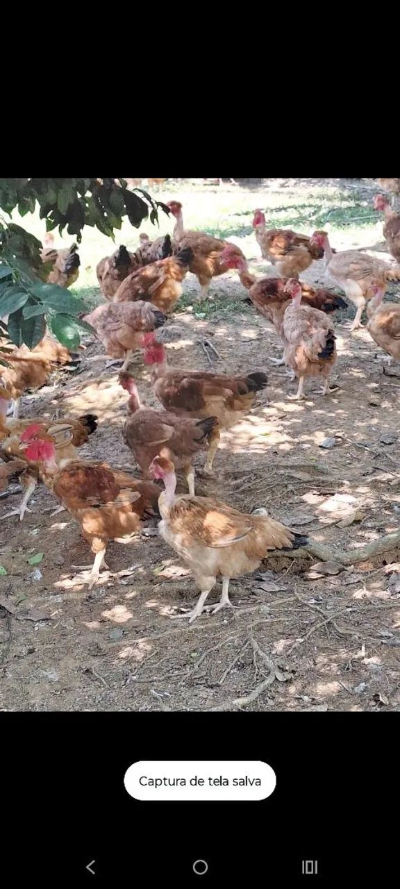 Vende se frango e galinha  - Foto 2
