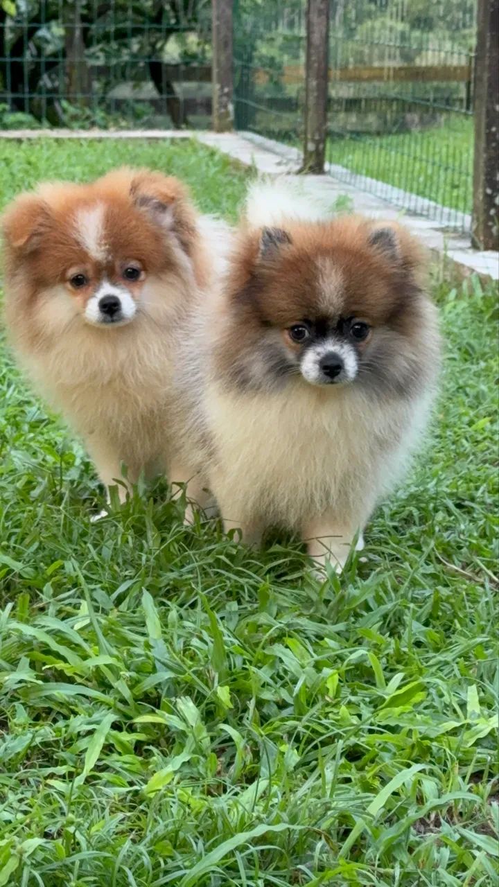 Spitz alemão anão  - Foto 3