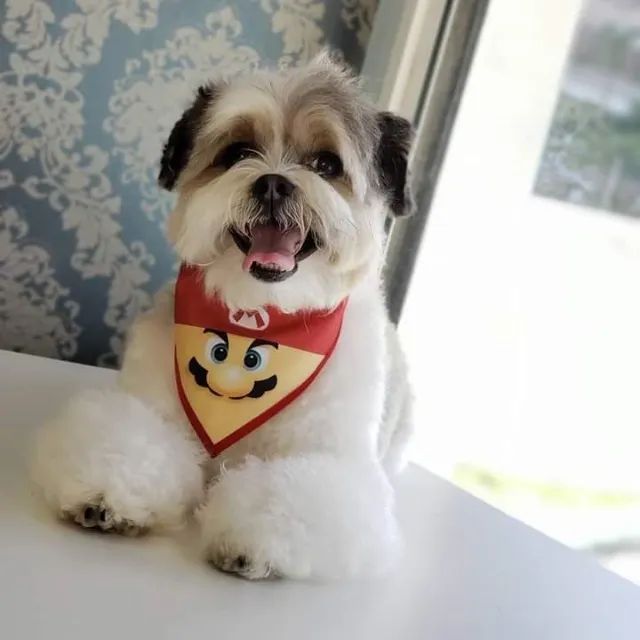 Bandanas Pet para Banho e Tosa Grooming  - Unidade ou Quantidade - Foto 4