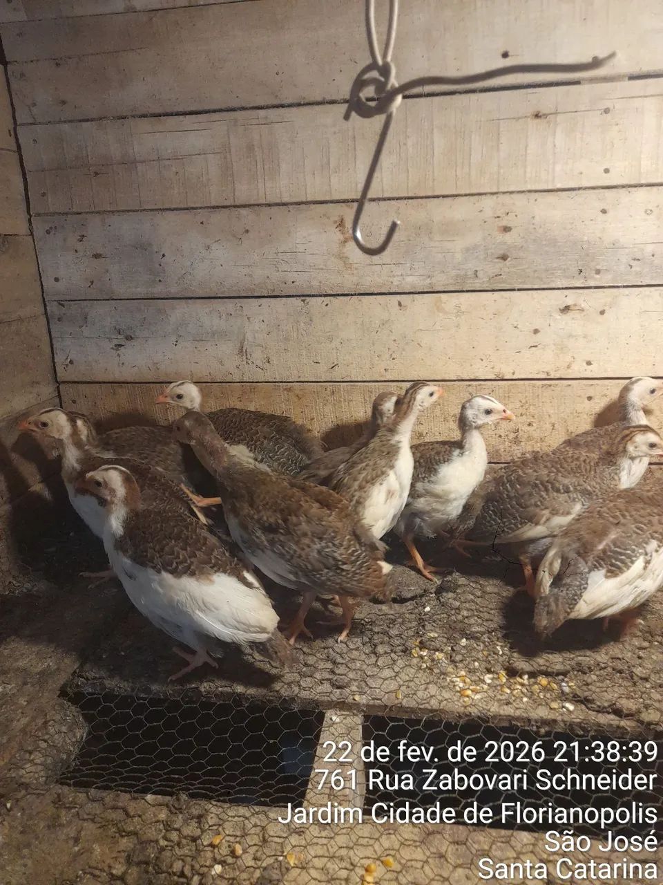 Vendo filhtes de galinha da angola 35 cada ou 4 por 120 reais  - Foto 2