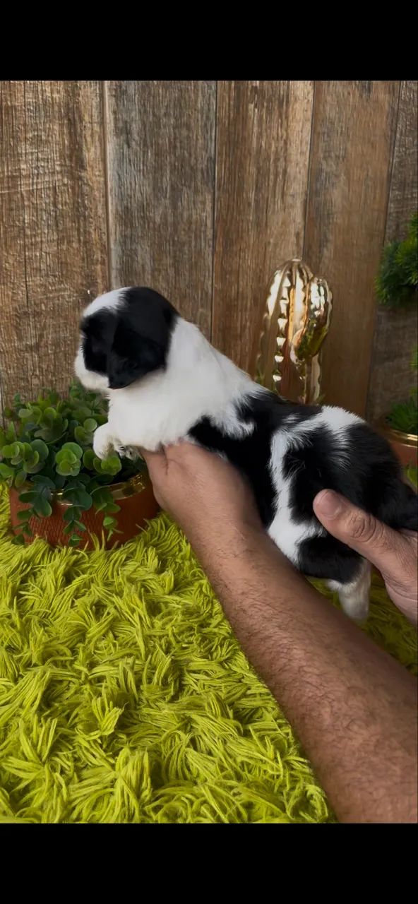 ShihTzu macho 