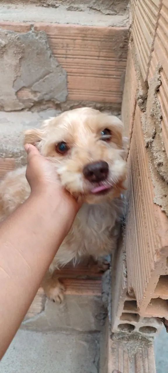 Doação de cachorro  - Foto 2