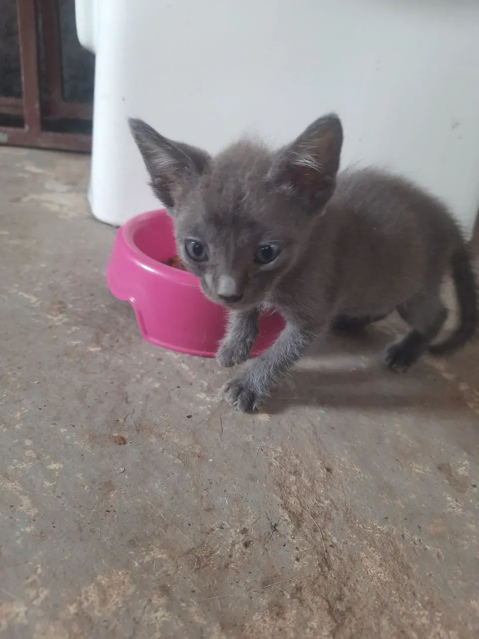Gato Cinza (macho) - Foto 3