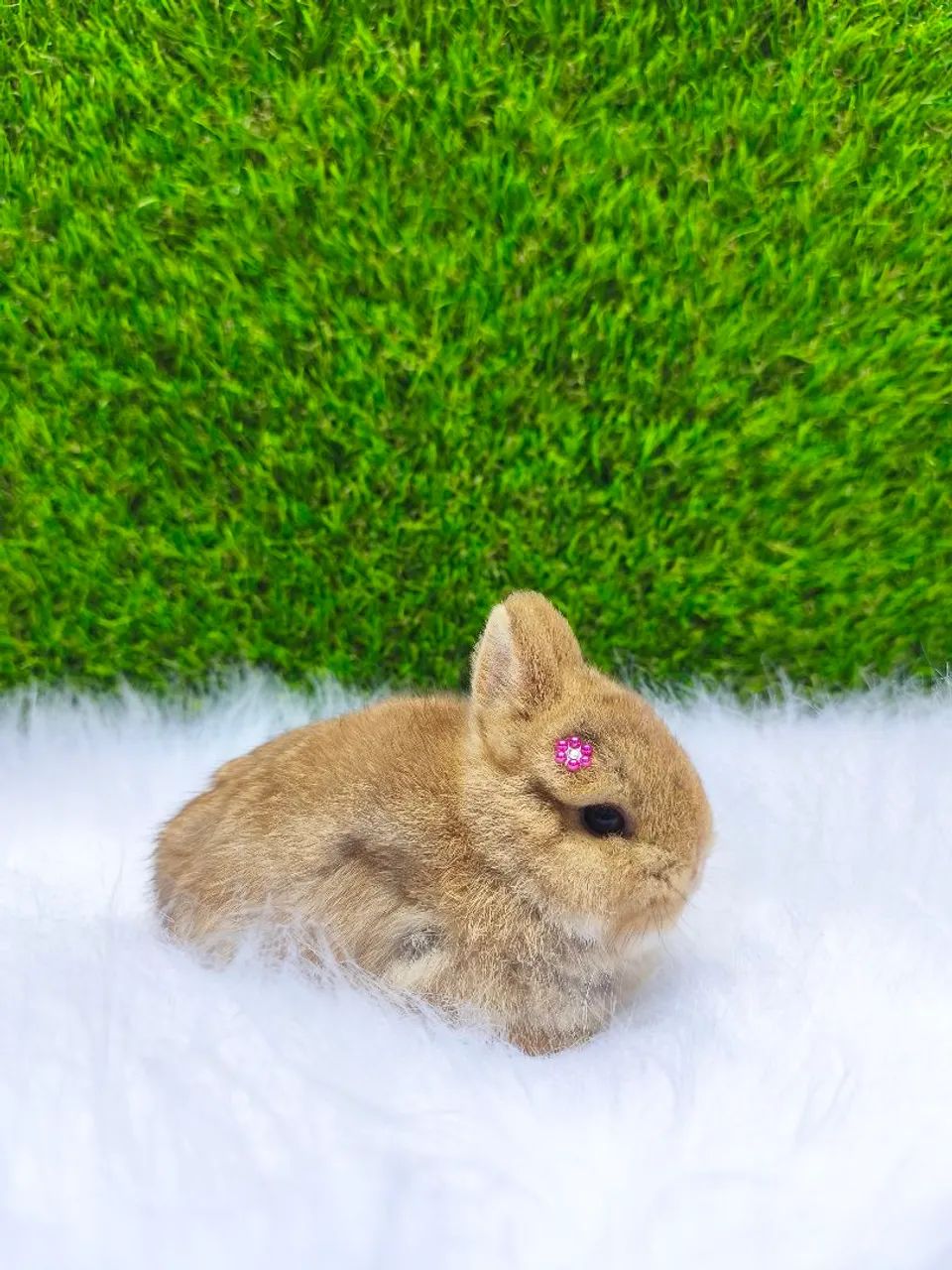 Coelho anão (Netherland Dwarf) - Foto 4