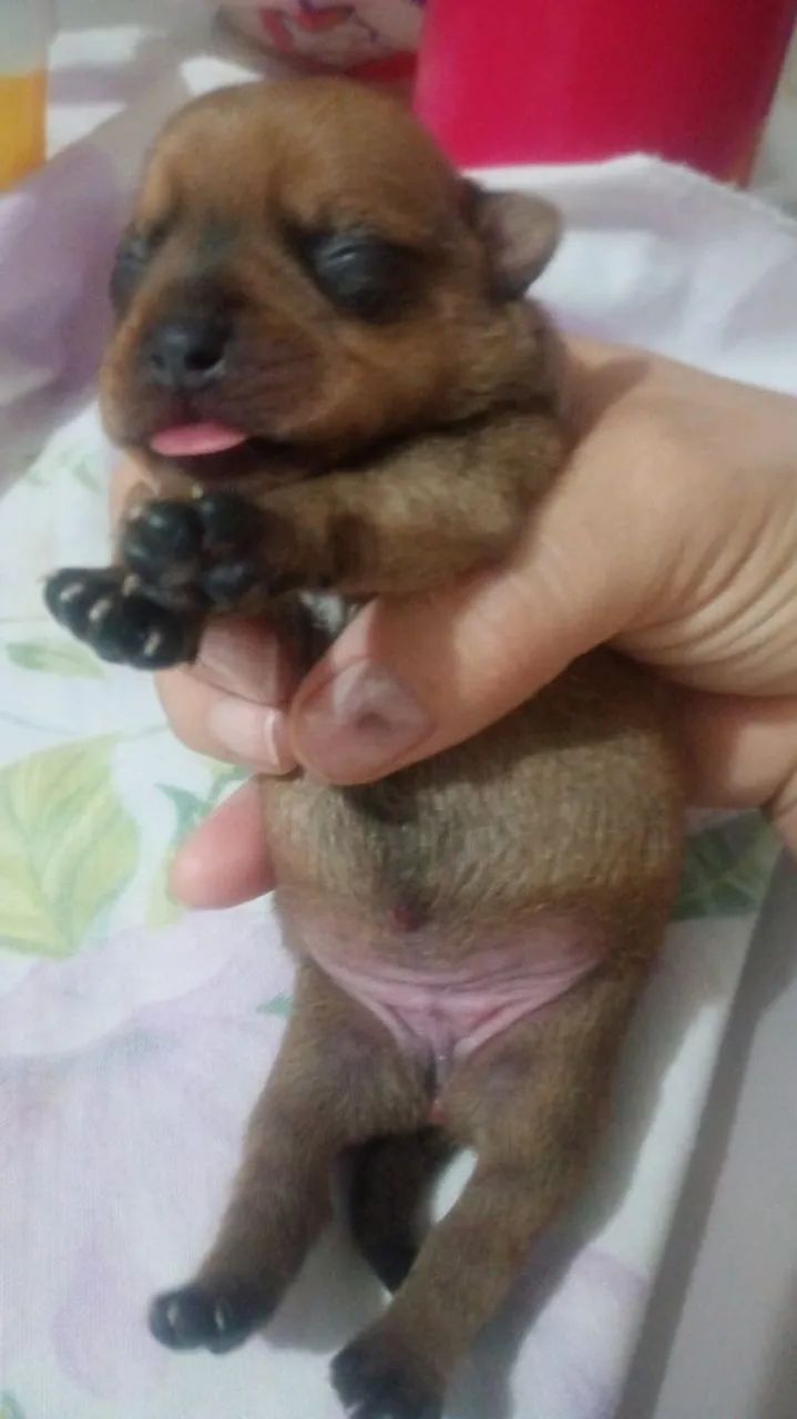 Para vender rápido - Foto 2