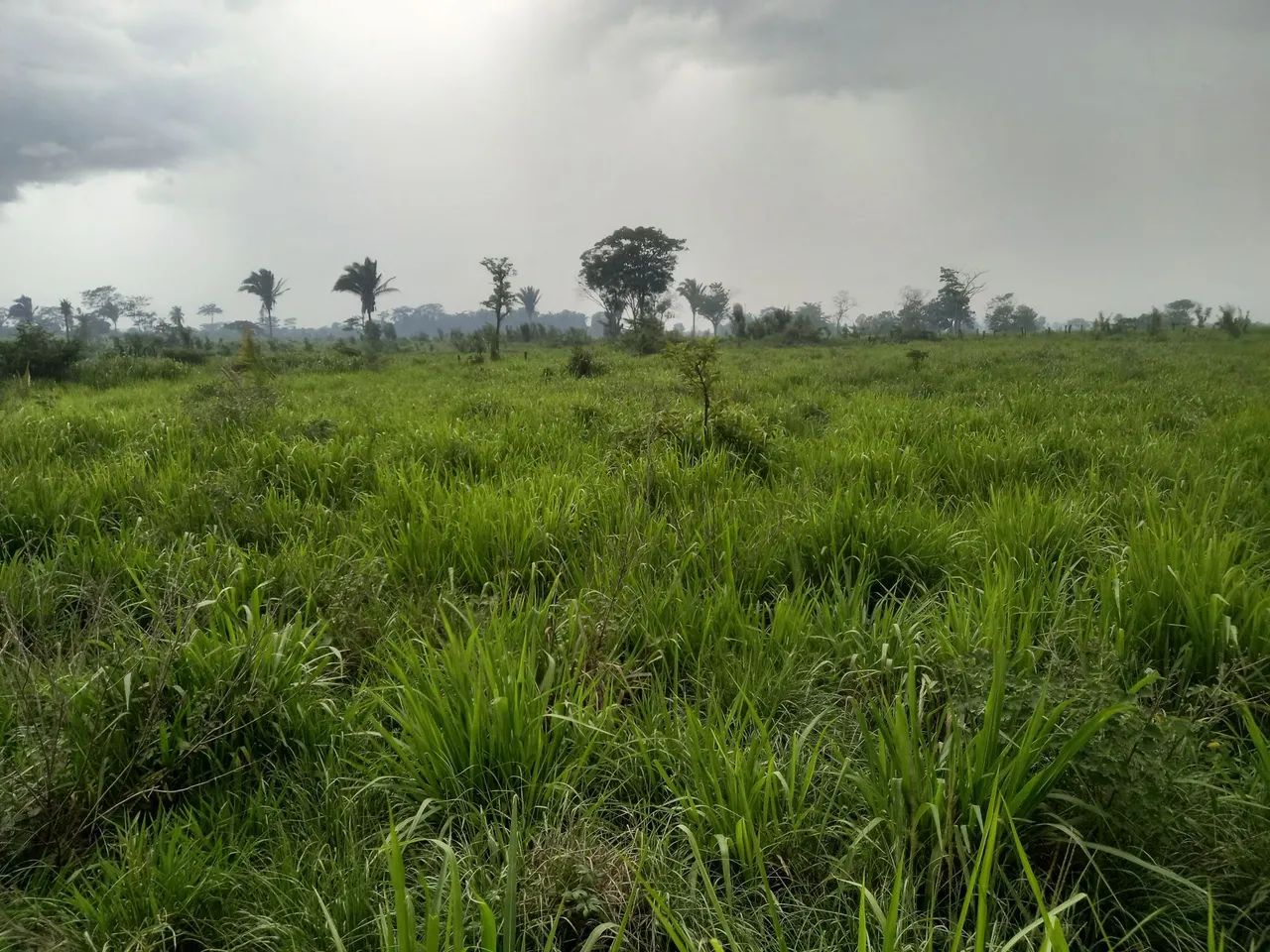 Fazenda São Cristóvão a 11km de Araguaína  - Foto 3