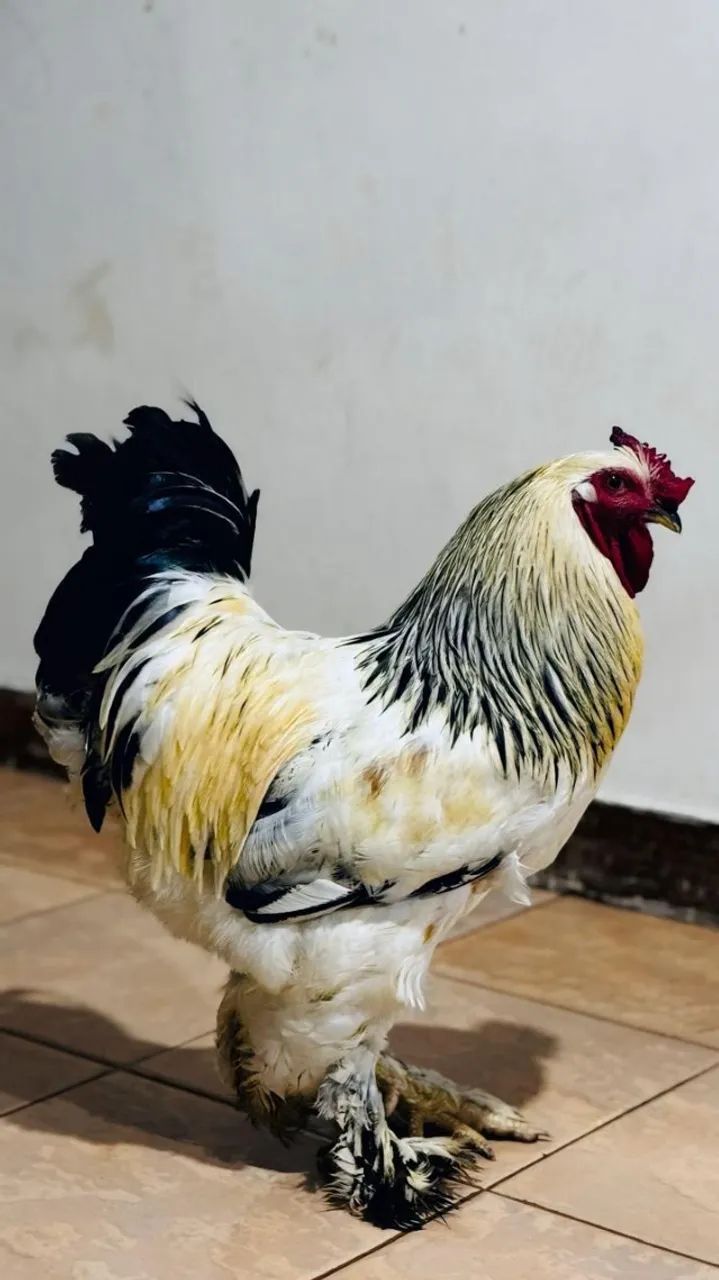 Animais para agropecuária - Foto 2