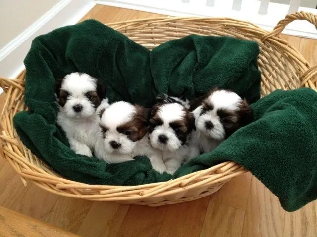 Shih tzu bem cuidado 