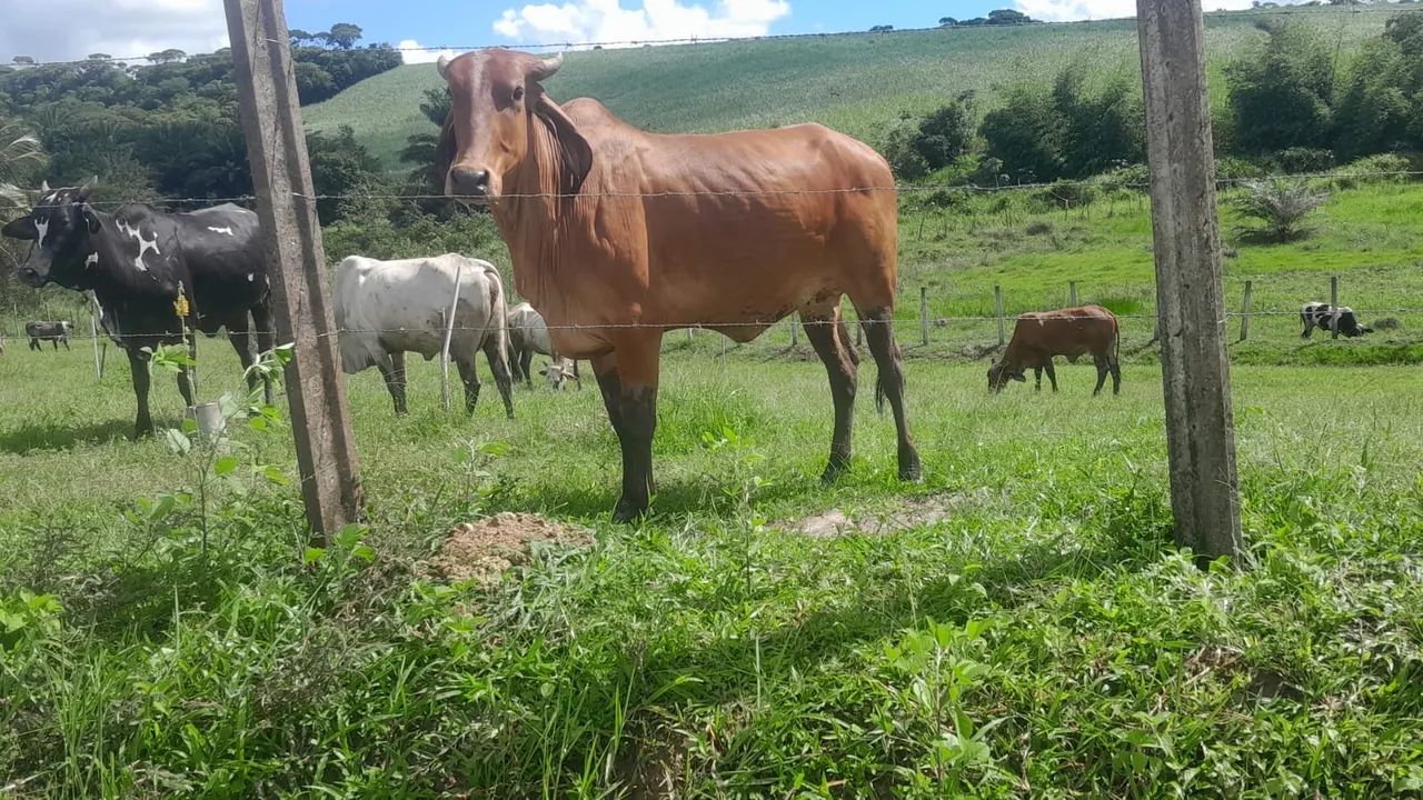 10 novinhas 1 bezerro 