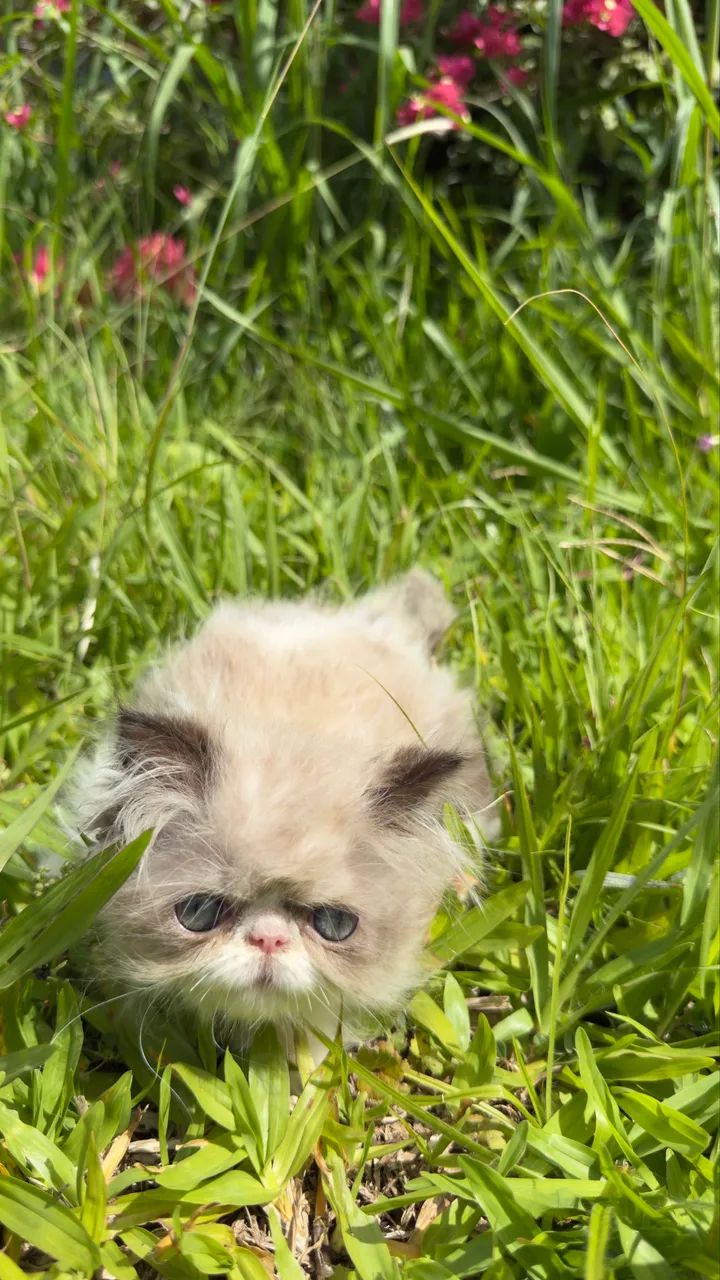 Gato Persa filhote macho  - Foto 5