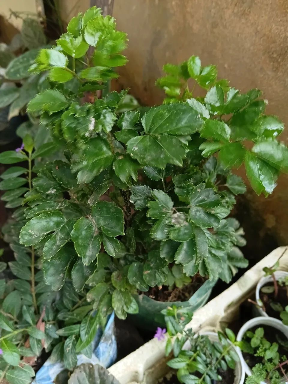 Plantas ornamentais  - Foto 4