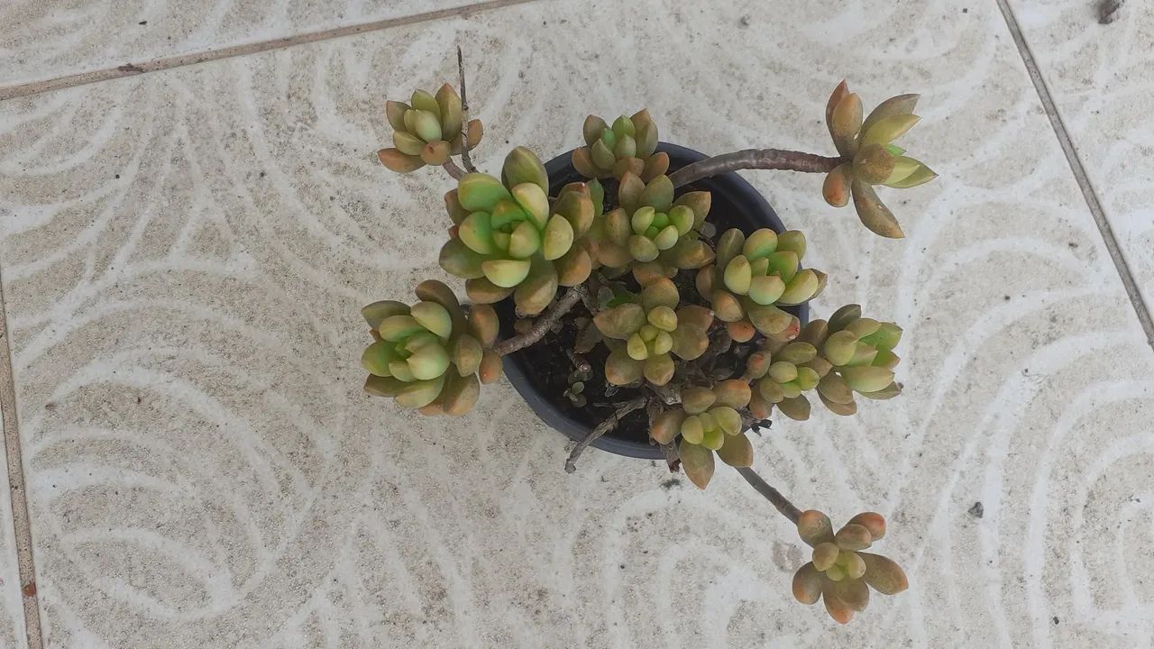 Suculentas 
