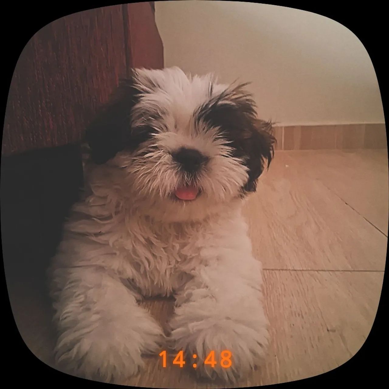 Vende-se cachorro  - Foto 4