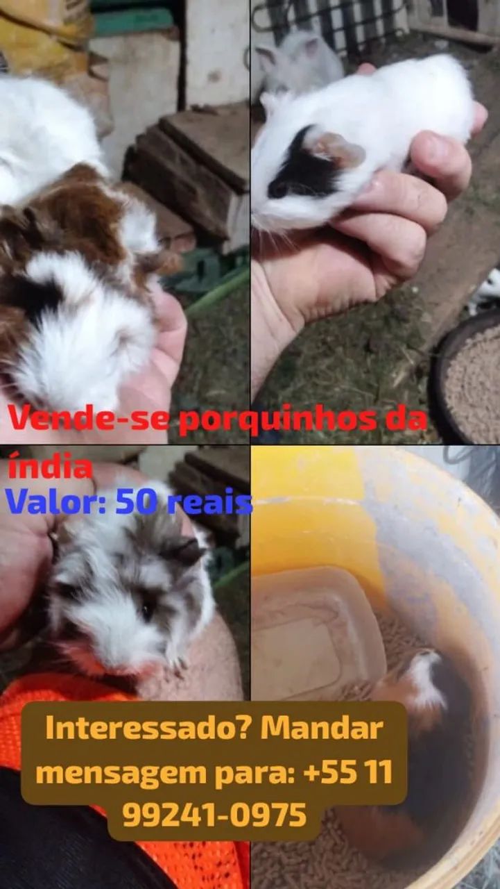 Vendo porquinhos da índia 