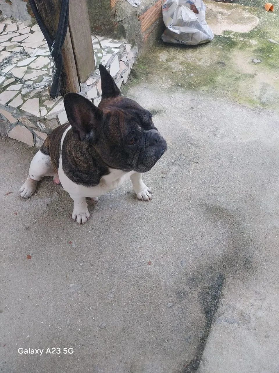 Cachorro 