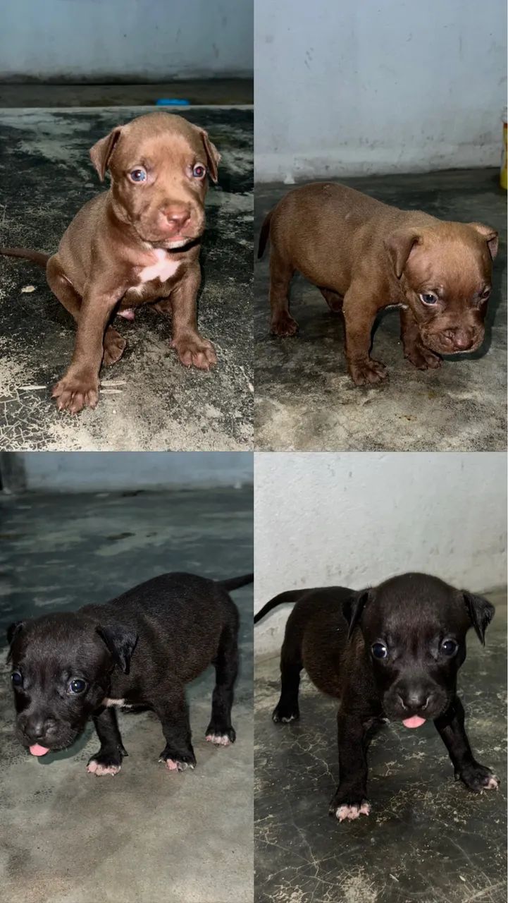 Pitbull  - Foto 3
