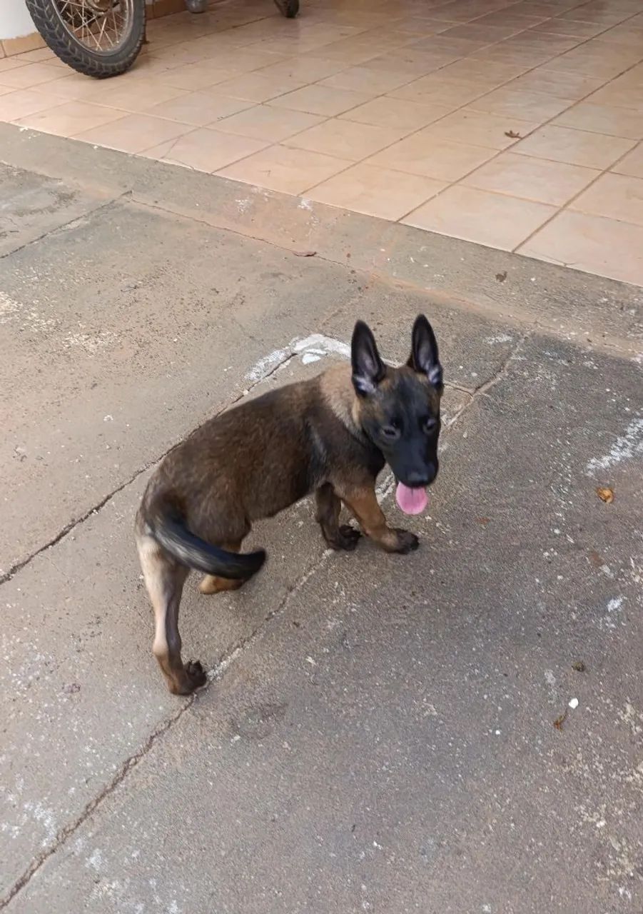 Pastor belga malinoar filhote - Foto 3
