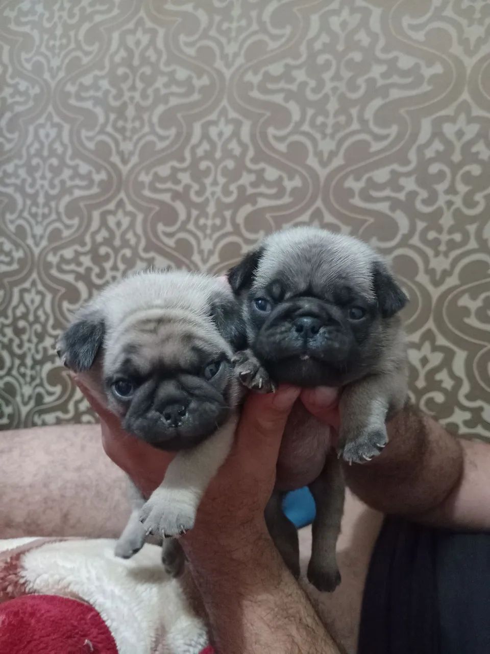 Pug - Foto 5