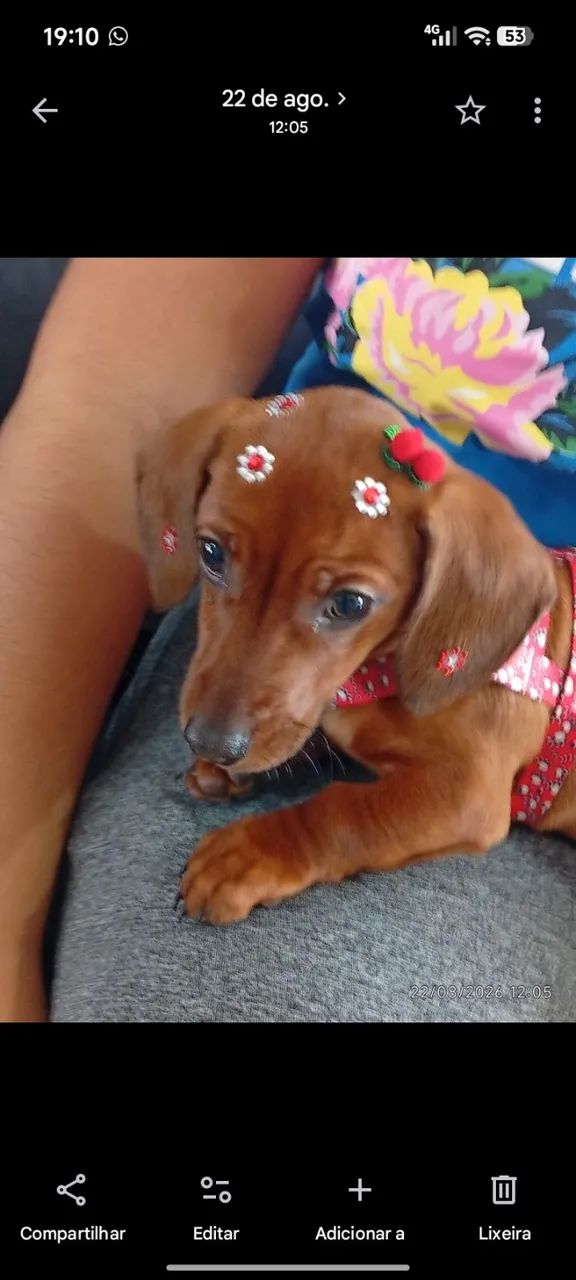 Cachorro  - Foto 3