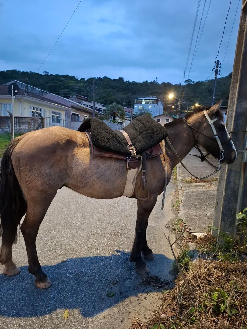 Cavalo Crioulo - Foto 3