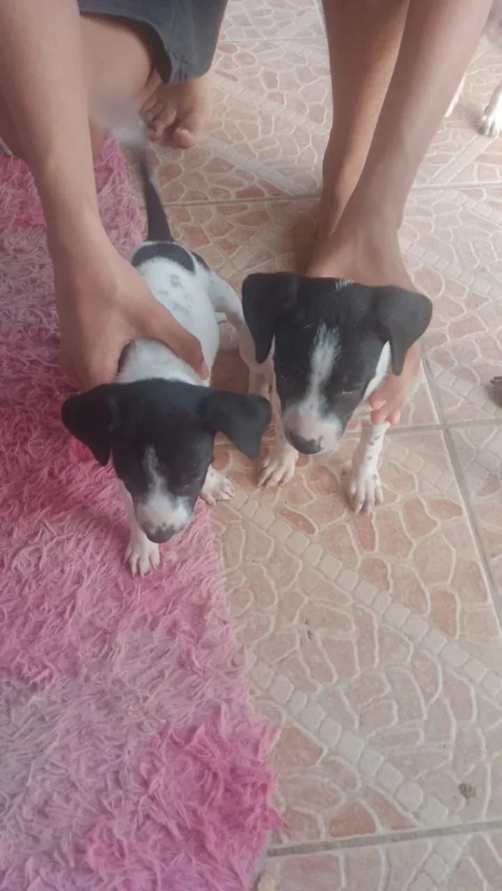 FILHOTES ADOCAO - Foto 4