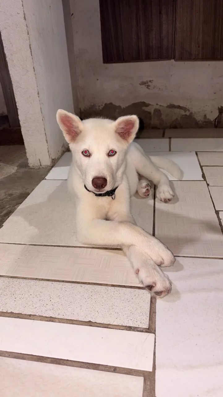 Husky siberiano  - Foto 3