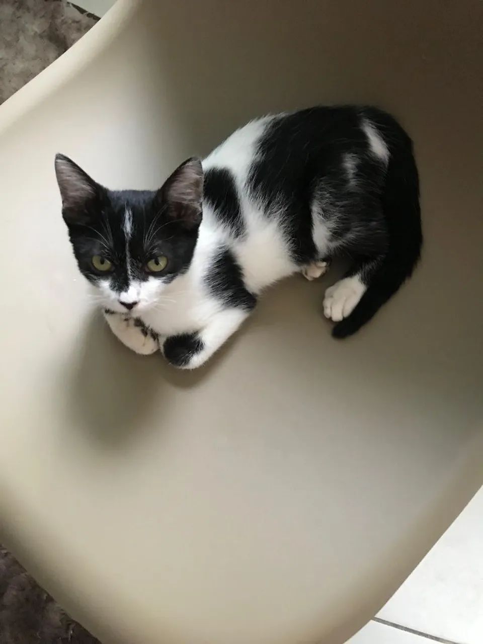 Gatinho Preto e Branco 3 meses - Foto 4