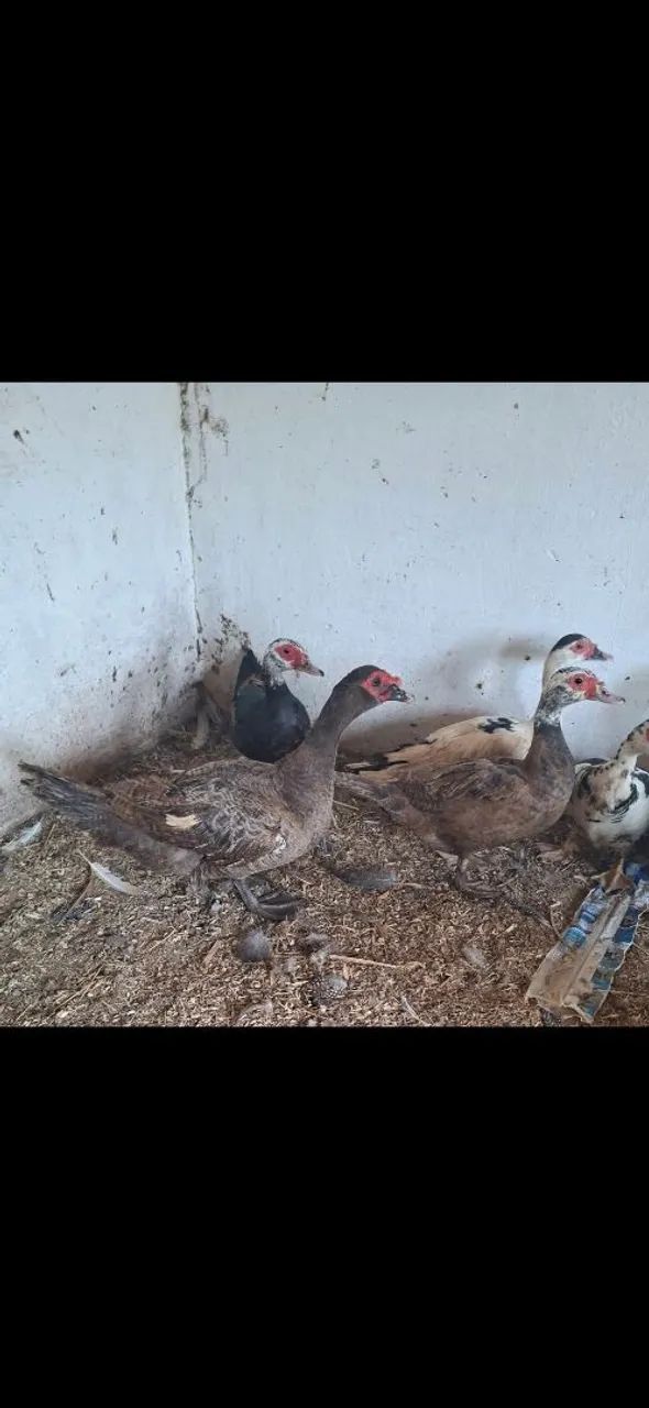 Vendo patos!!! - Foto 2