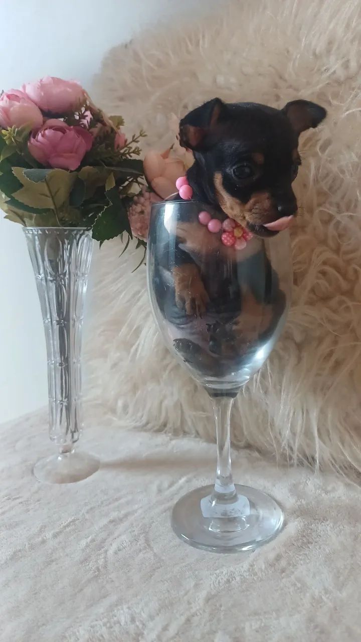 Filhote de pinscher zero - Foto 2