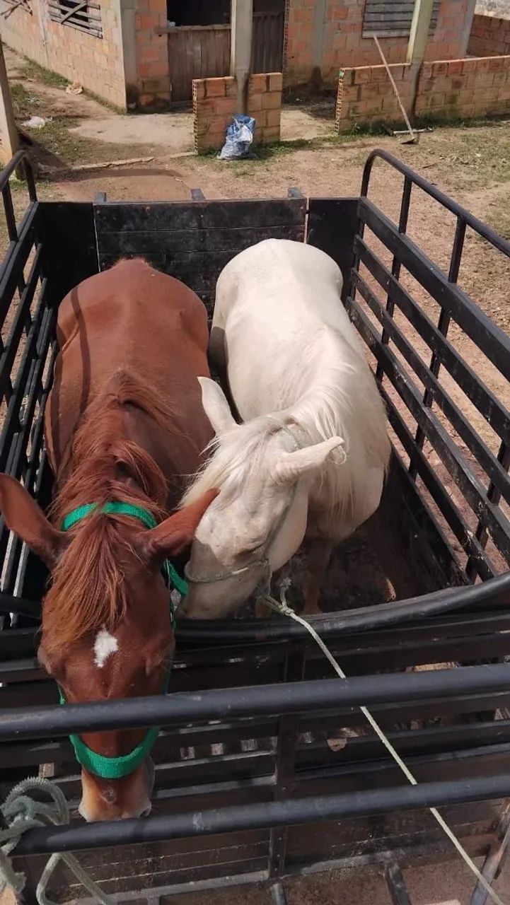 Trailer para transporte de cavalo à venda  - Foto 3