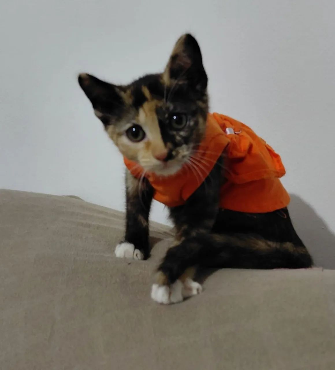 Gatinha para adoção 3 meses