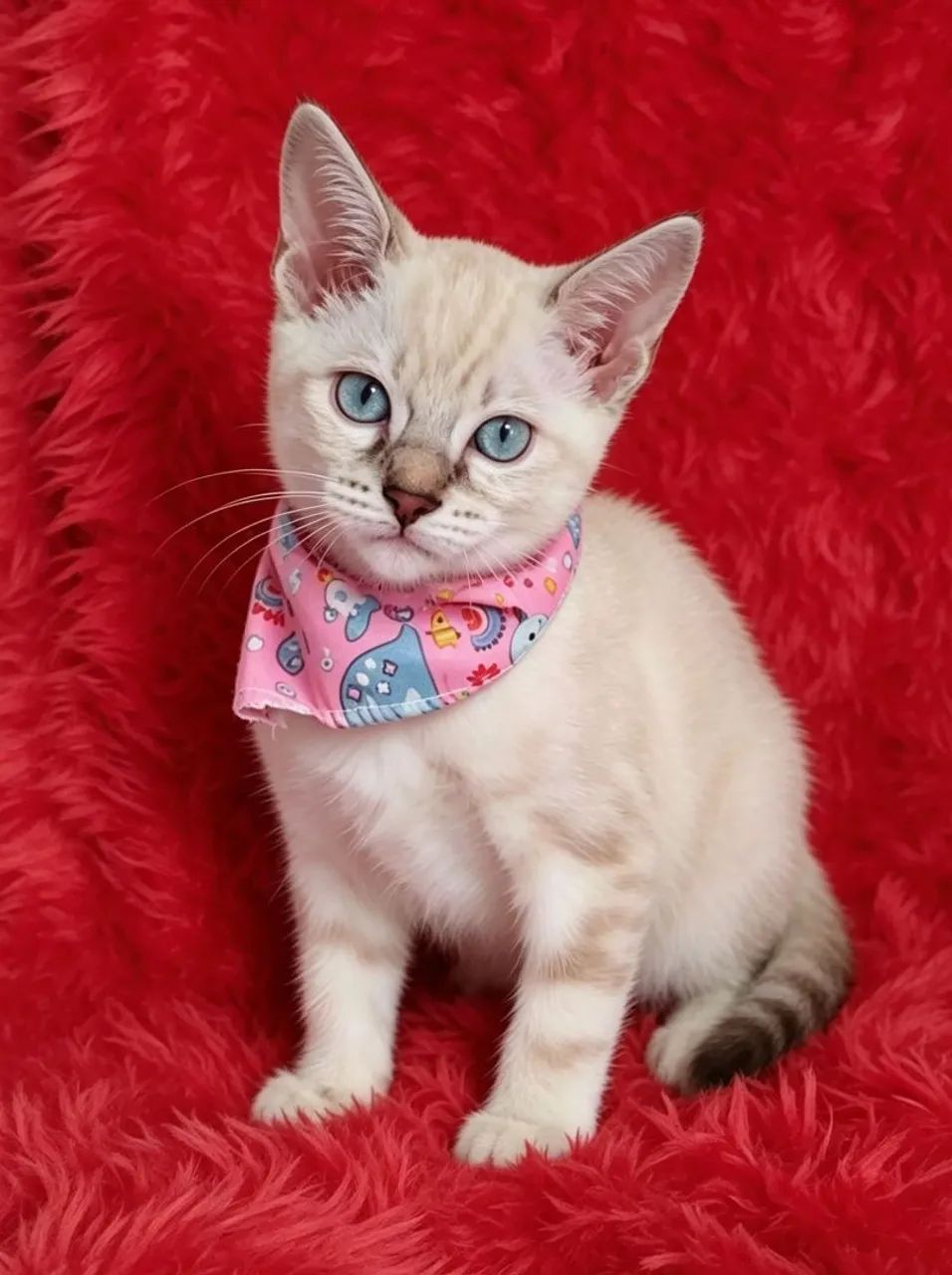 Gato fêmea siamês tigrada com 2 meses  - Foto 4