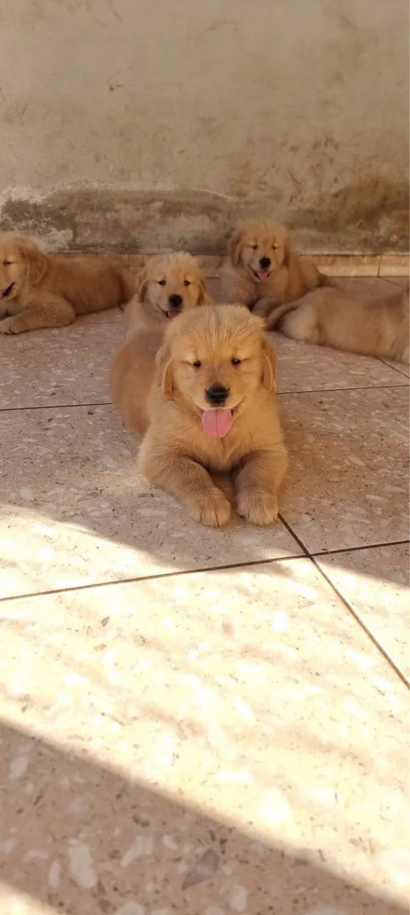 Doa-se Filhotes de golden com 45 dias - Foto 2
